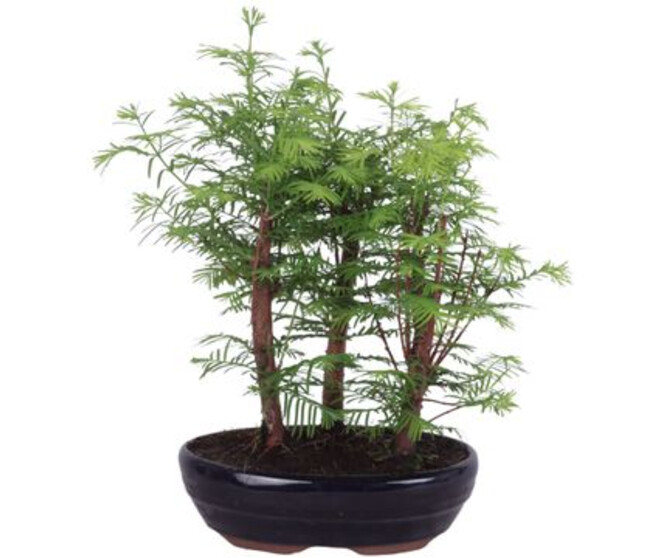 BONSAI METASEQUOIA CERAM