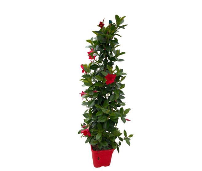 DIPLADENIA COLLECTION PYRAM