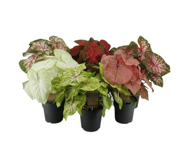 CALADIUM VARIE