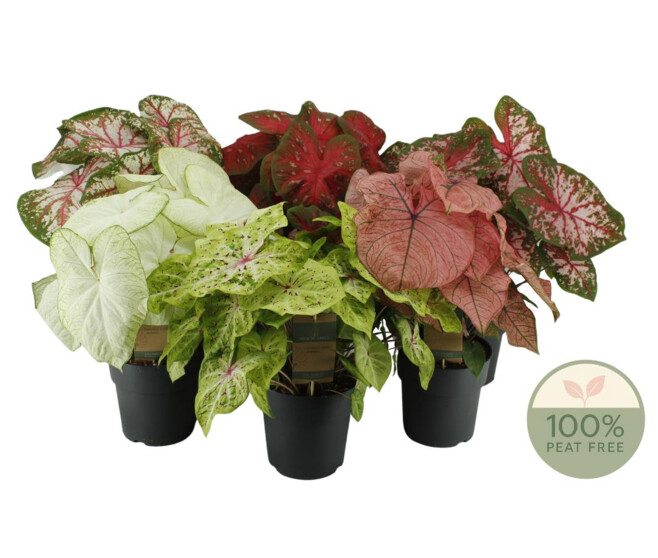 CALADIUM VARIE
