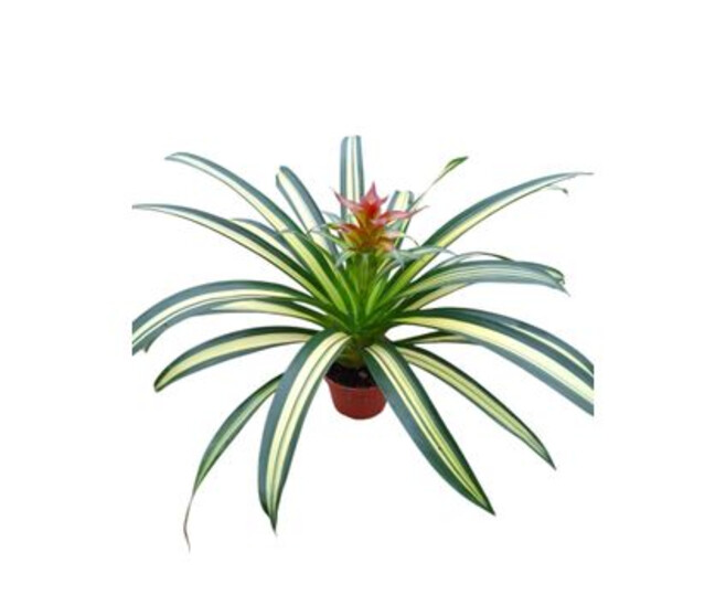 GUZMANIA BIANCA