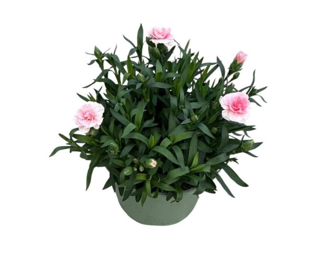 OEILLET CHARMY MEGAN ROSE