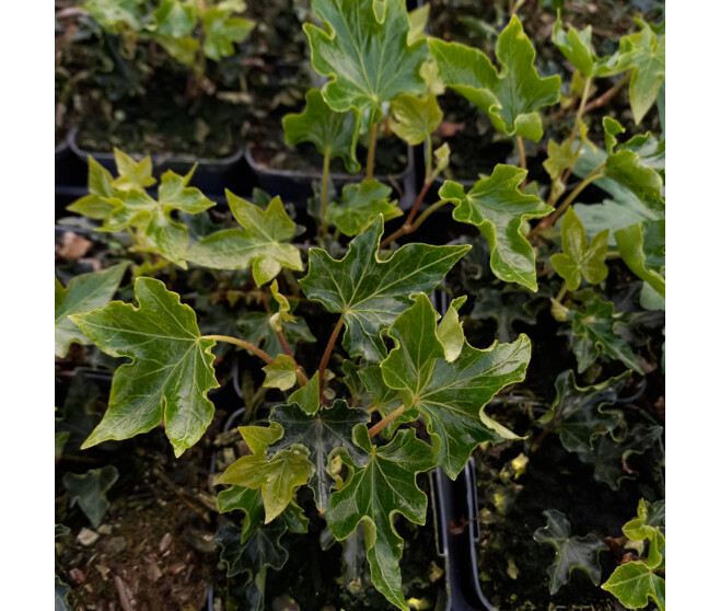 HEDERA HELIX IVALACE BQ10