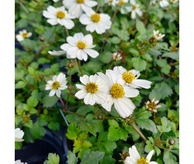 BIDENS BLANC