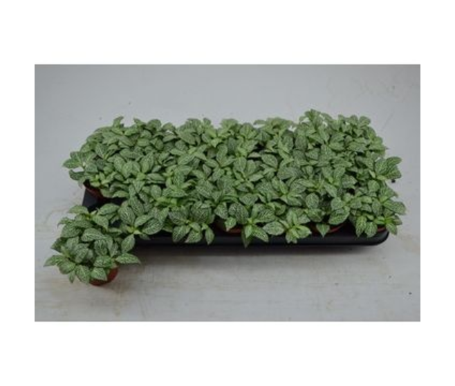 FITTONIA WHISPER