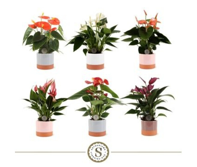 ANTHURIUM ANDREANUM VARIE CERAM