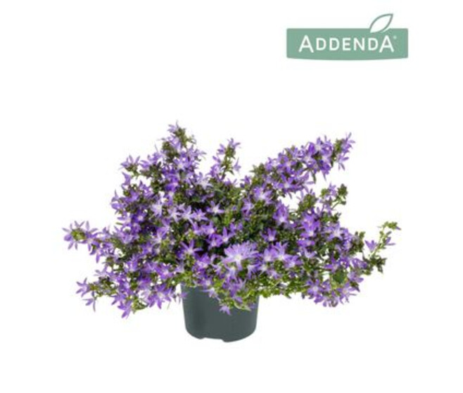 CAMPANULE ADANSA PURPLE