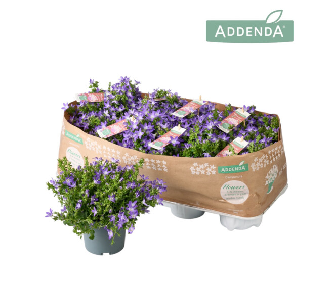 CAMPANULE ADANSA PURPLE