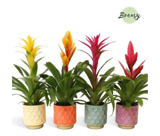 BROMELIACEE VARIE CERAM