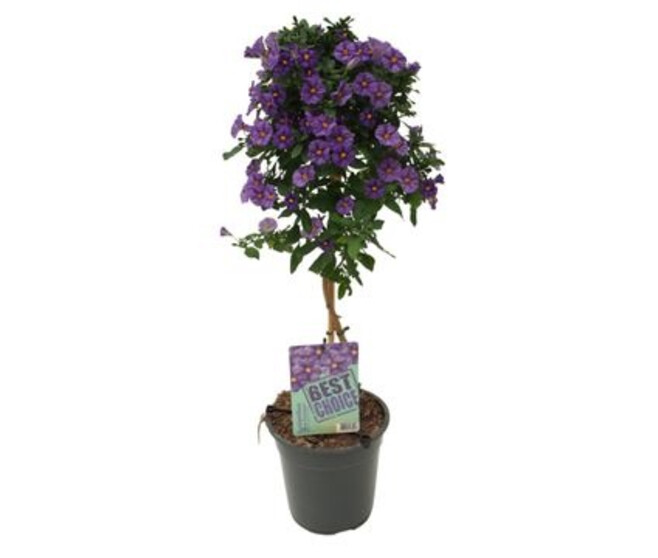 SOLANUM RANTONNETII BLEU TIGE