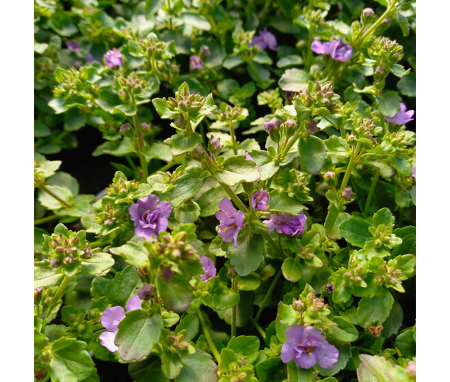 BACOPA FL DBLE BLEU BQ6