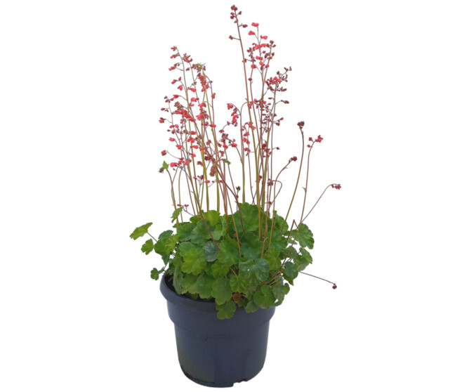HEUCHERA SANGUINEA FIREFLY