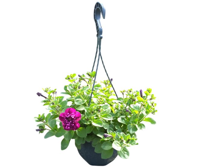 PETUNIA CASCADE ELCTRIC PURPLE SUSP
