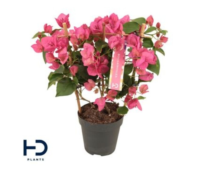 BOUGAINVILLIER PALISSE