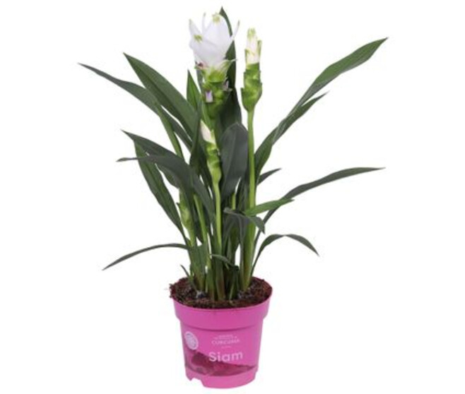 CURCUMA SIAM SISTO