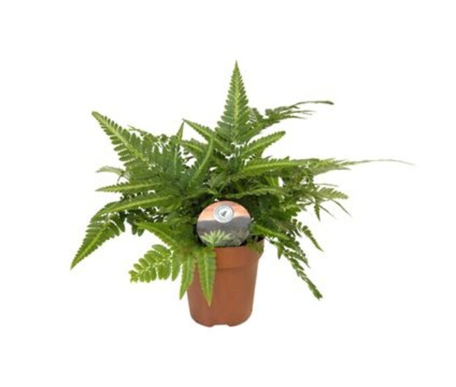 FOUGERE ARACHNIODES ARISTATA