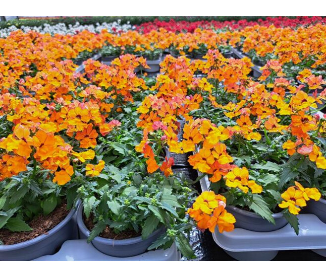 NEMESIA LITTLE ORANGE