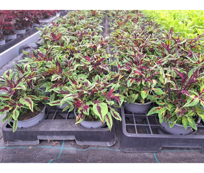 COLEUS SPITFIRE