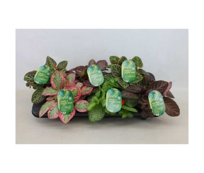 EPISCIA VARIE