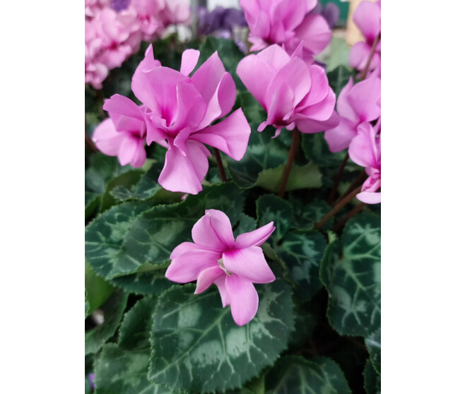 CYCLAMEN MINI PETIT MOULIN