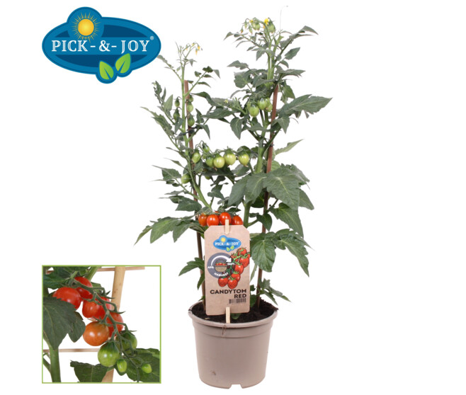 TOMATE