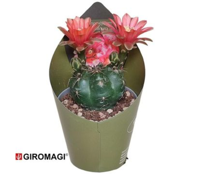 GYMNOCALYCIUM BALDIANUM