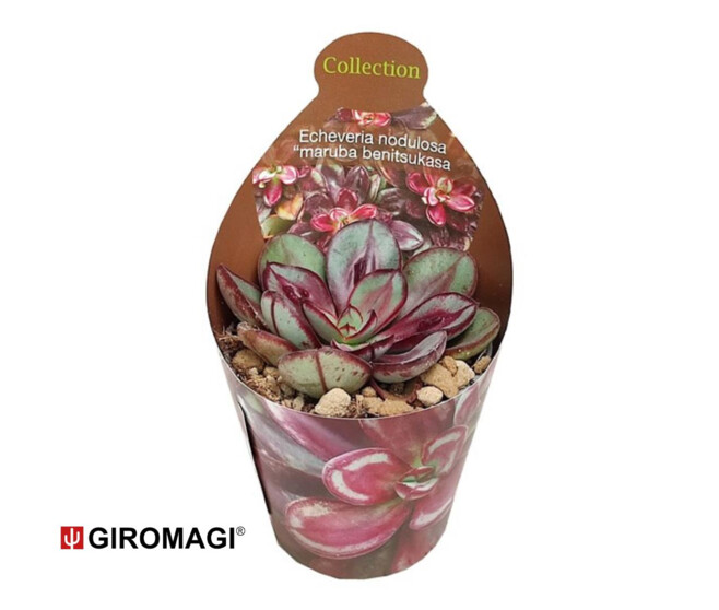 GYMNOCALYCIUM BALDIANUM