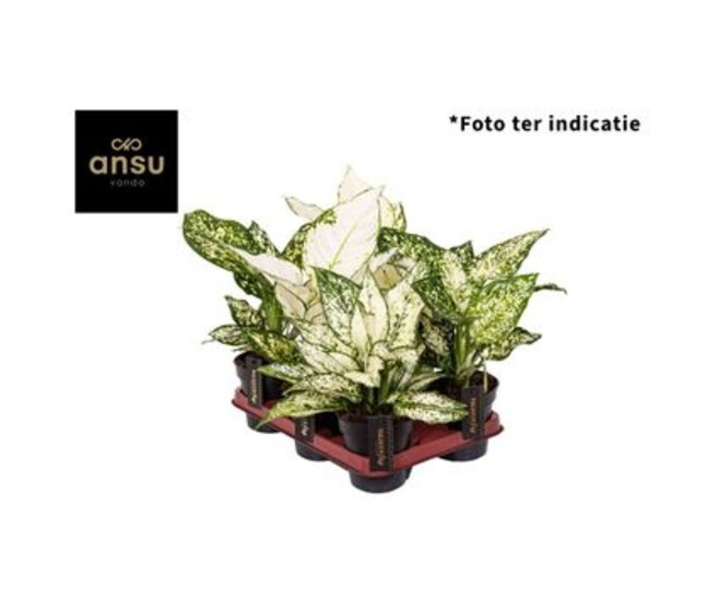 AGLAONEMA BLANC VARIE