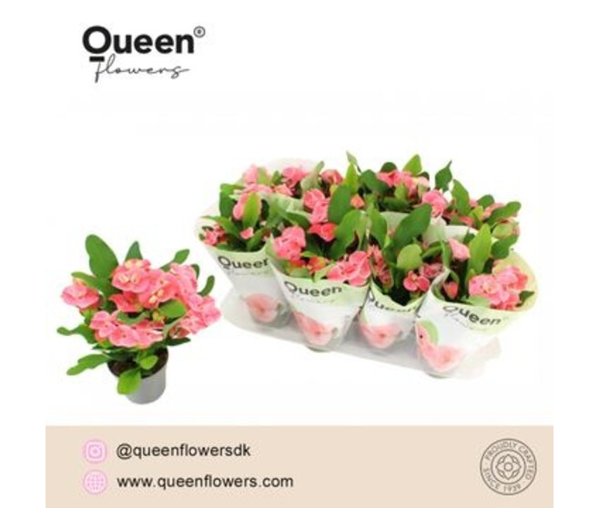 EUPHORBIA MILII CHARLOTTE