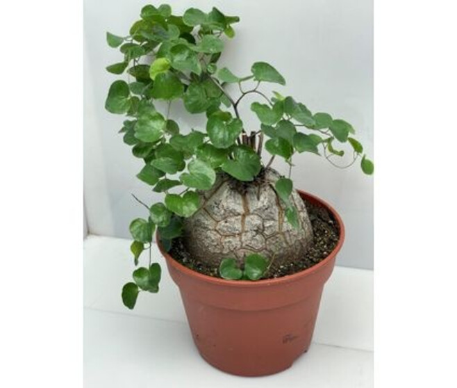 DIOSCOREA ELEPHANTIPES