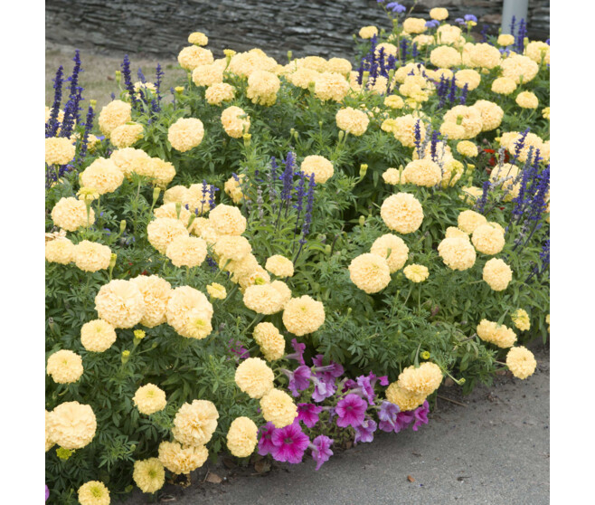 ROSE D INDE VANILLE BQ10