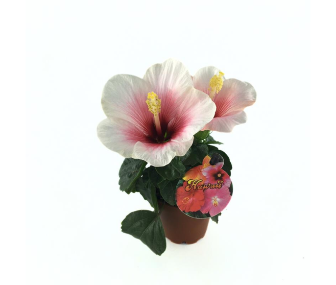 HIBISCUS ROSA SINENSIS ROUGE BLANC