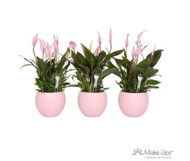 SPATHIPHYLLUM TEINTE ROSE CERAM