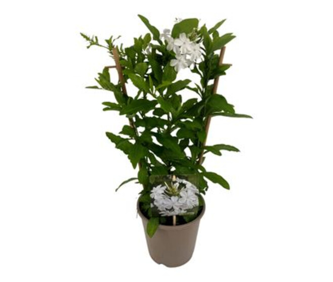 PLUMBAGO INDICA PALISSE