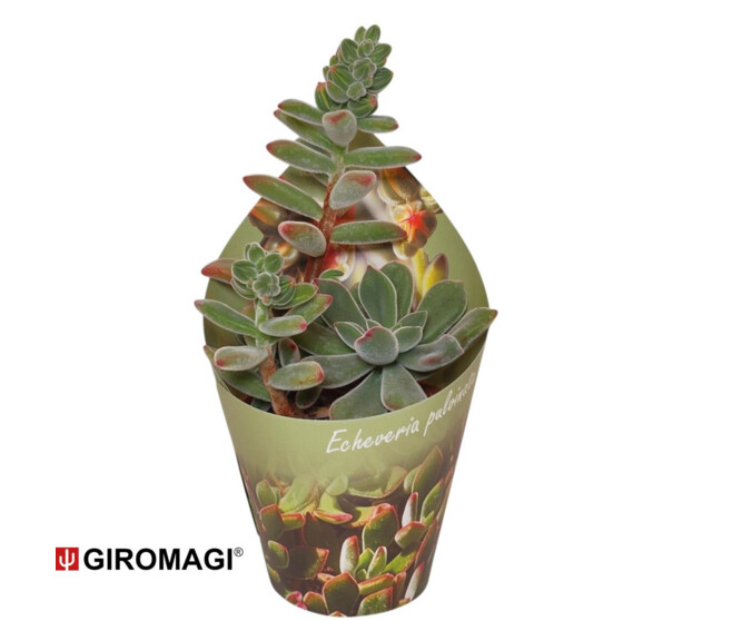 CACTUS OPUNTIA QUITENSIS