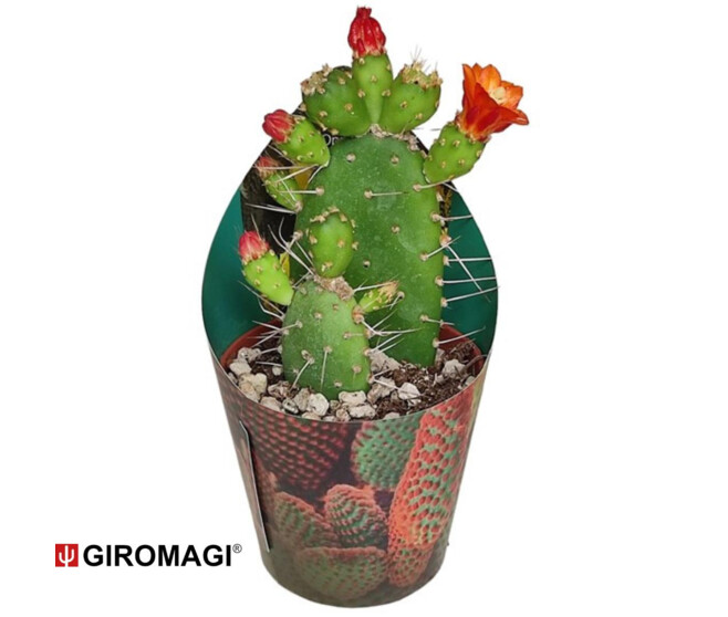 CACTUS OPUNTIA QUITENSIS