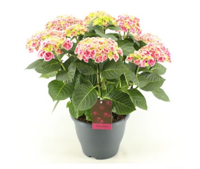 HORTENSIA SAXON CANDY HEART 12FL