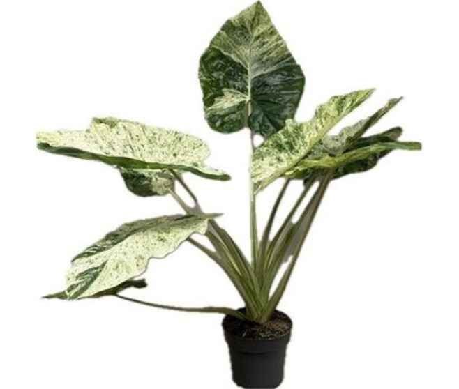 ALOCASIA MARC SPLASH