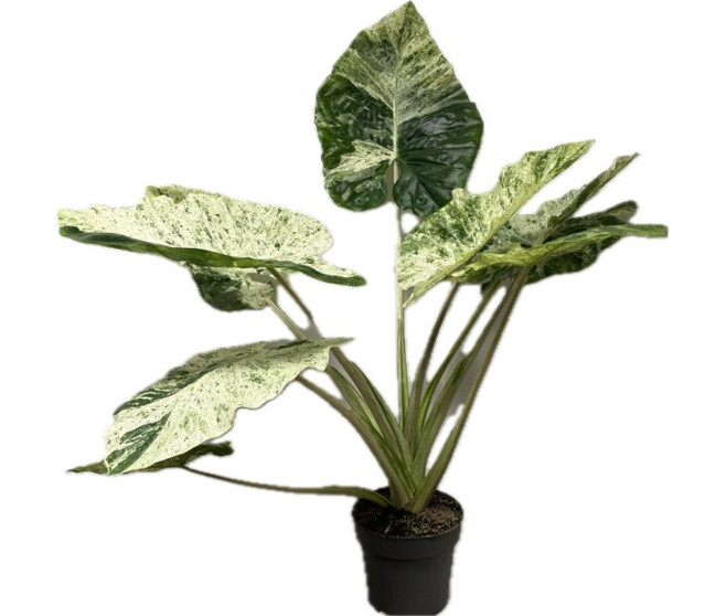 ALOCASIA MARC SPLASH