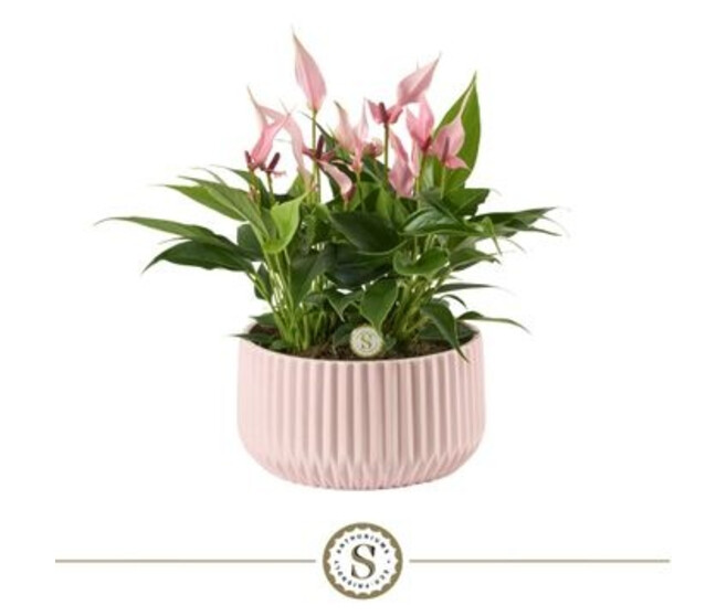 ANTHURIUM ANDREANUM ROSE CERAM