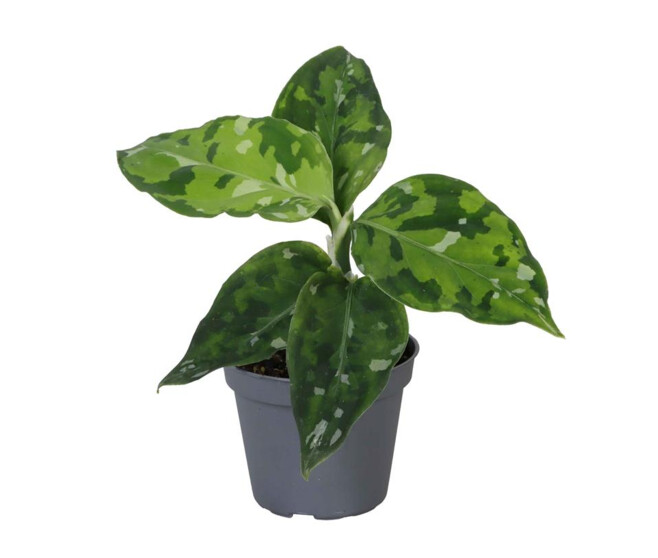 AGLAONEMA ARACEAE