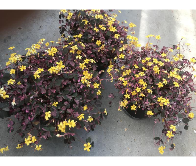 OXALIS VULCANICOLA