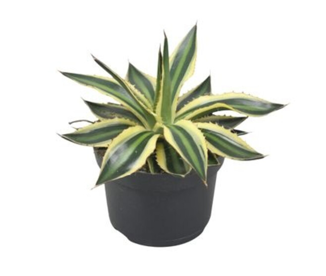 AGAVE LOPHANTA QUADRICOLOR