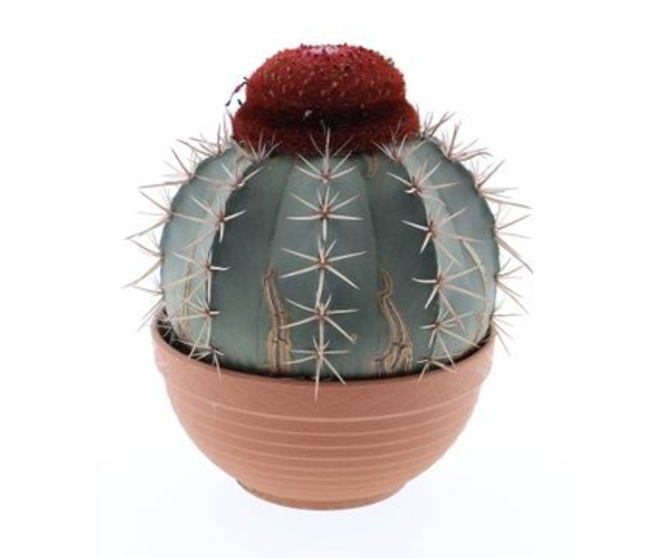 MELOCACTUS MATANZANUS