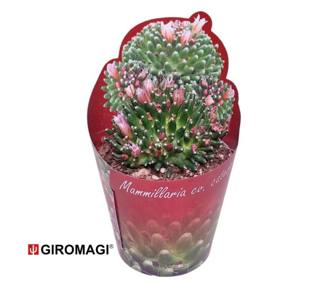 CACTUS MAMMILLARIA DUWEI