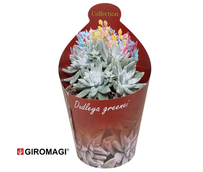 CACTUS MAMMILLARIA DUWEI