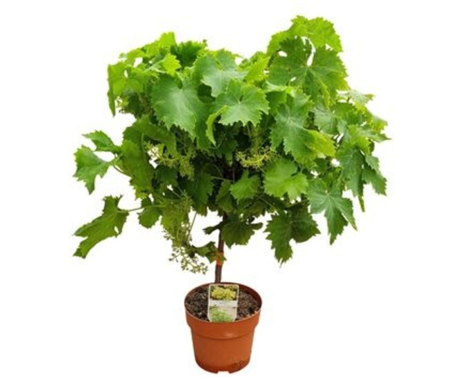 VITIS VIGNE TIGE