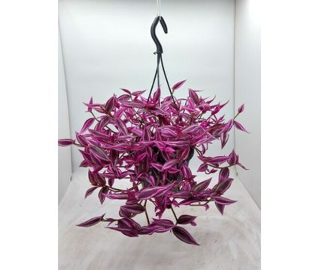 TRADESCANTIA ZEBRINA PINK PARADISE