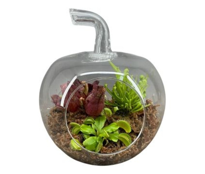 PLANTE CARNIVORE X3 POMME VERRE