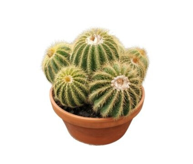 CACTUS PARODIA WARASII COUPE